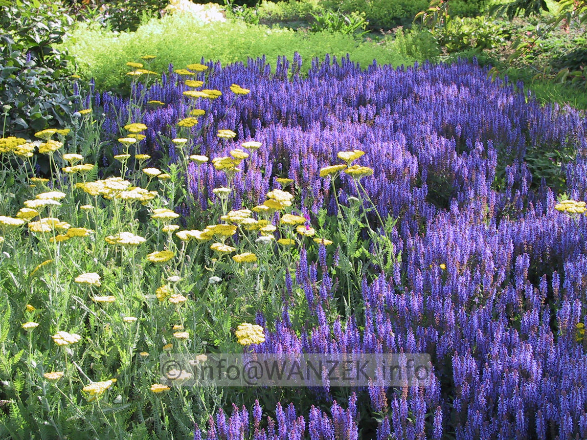 Salvia nemorosa Blaukoenigin + Achillea.JPG